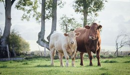 EU cattle population falls again in December 2025 as breeding herd continues to shrink